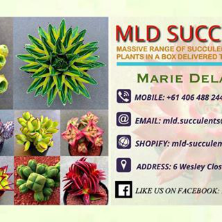 MLD SUCCULENTS logo
